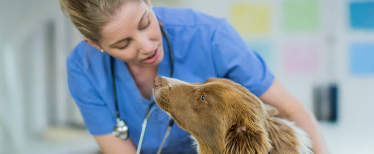 Vet in blue clothes taking care of a brown dog