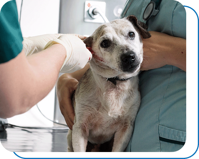 Dog with vets