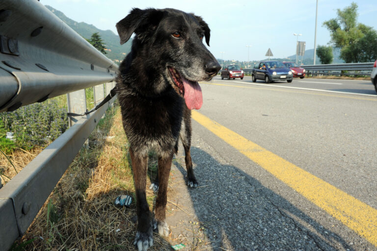 Black dog walking on the freeway